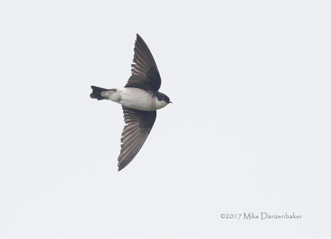 Asian House Martin (Delichon dasypus) photo