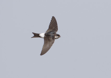 Common House-Martin (Delichon urbica) photo
