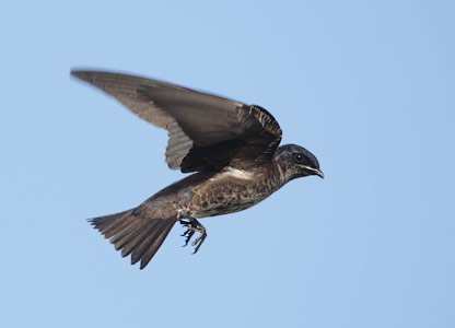 Purple Martin (Progne subis) photo
