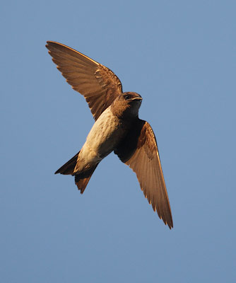 Purple Martin (Progne subis) photo