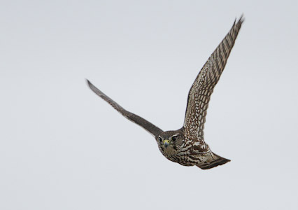 Merlin (Falco columbarius) photo