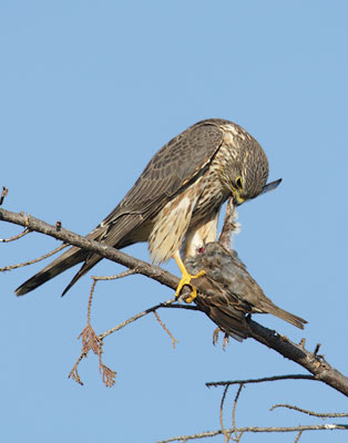 Merlin (Falco columbarius) photo