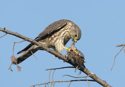 Merlin (Falco columbarius) photo