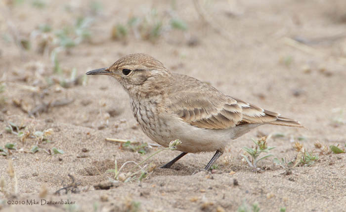 Common Miner (Geositta cunicularia) photo