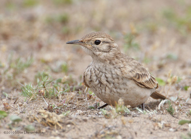 Common Miner (Geositta cunicularia) photo