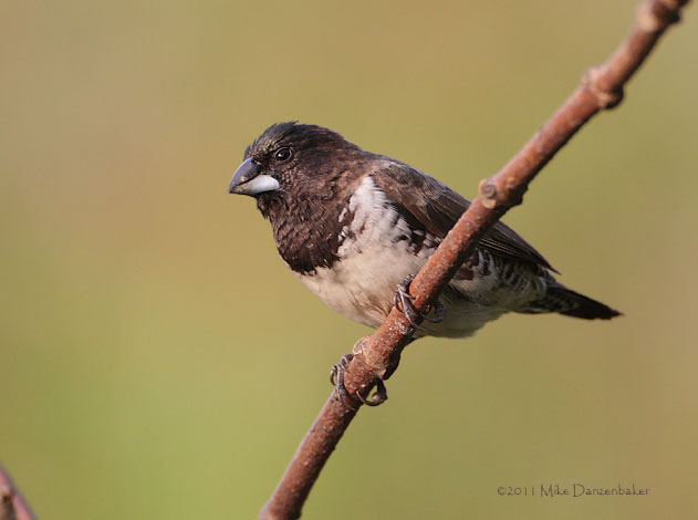 Bronze Mannikin (Lonchura cucullata) photo
