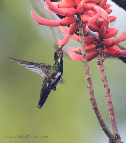 Veraguan Mango (Anthracothorax veraguensis) photo