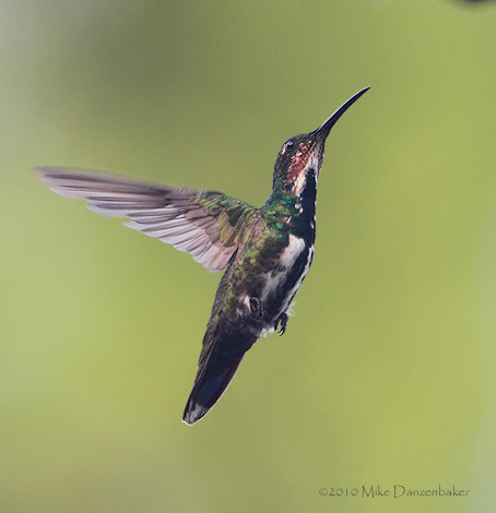 Veraguan Mango (Anthracothorax veraguensis) photo