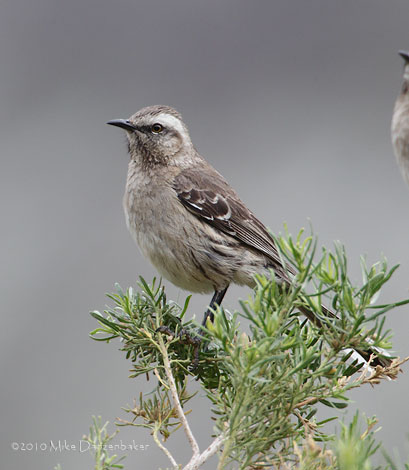 Chilean Mockingbird (Mimus thenca) photo