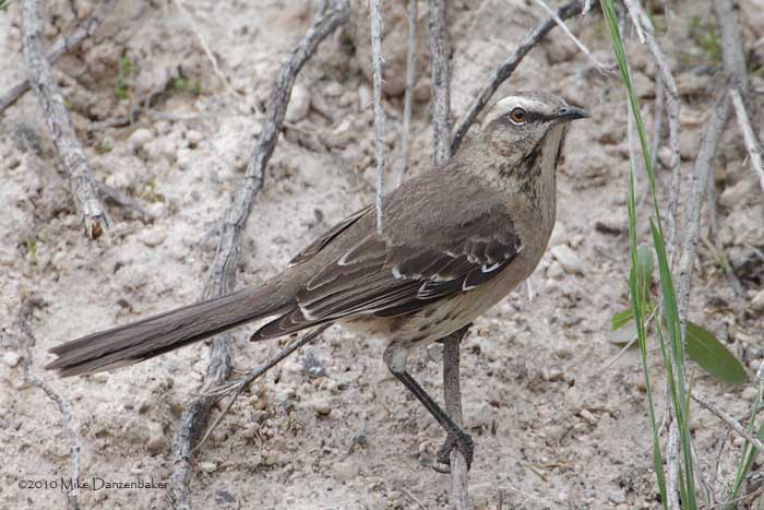Chilean Mockingbird (Mimus thenca) photo