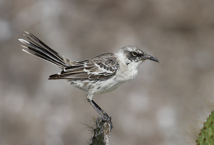 Galapagos Mockingbird (Nesomimus parvulus) photo