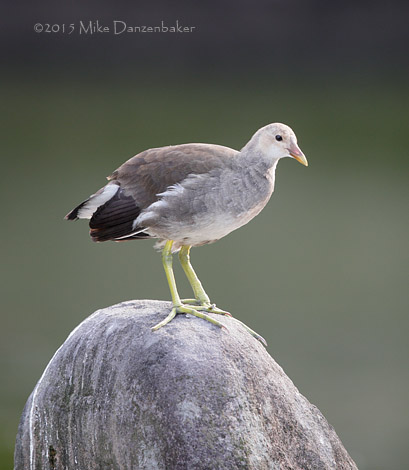 Common Moorhen (Gallinula chloropus) photo