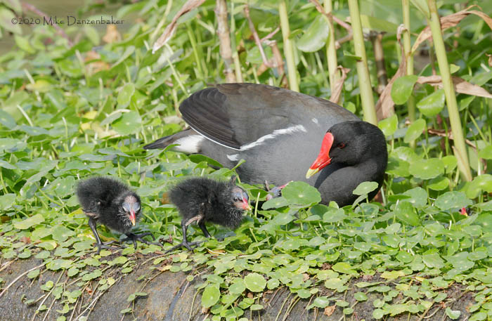 Common Moorhen (Gallinula chloropus) photo