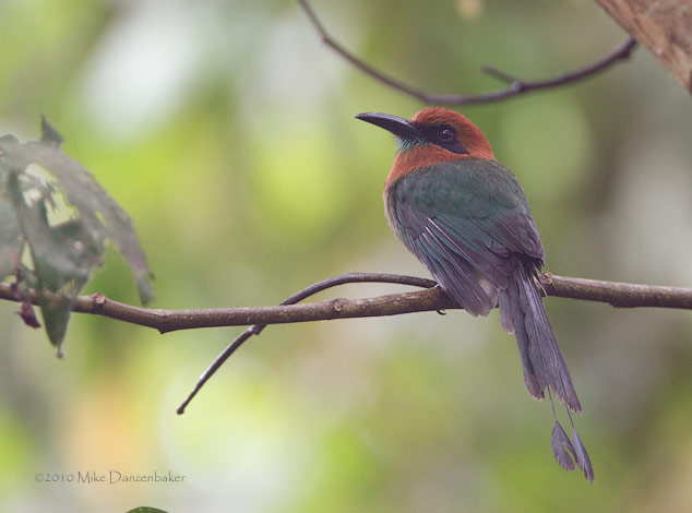 Broad-billed Motmot (Electron platyrhynchum) photo
