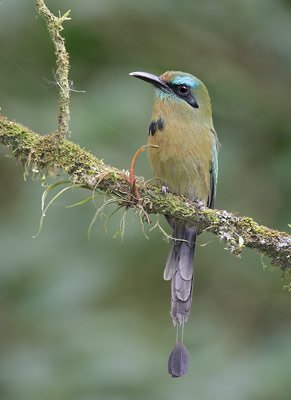 Keel-billed Motmot (Electron carinatum) photo