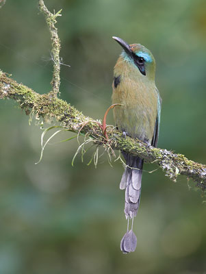 Keel-billed Motmot (Electron carinatum) photo