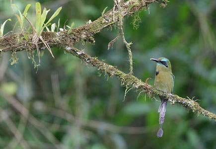 Keel-billed Motmot (Electron carinatum) photo