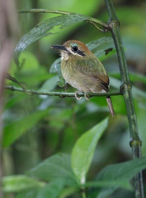Tody Motmot (Hylomanes momotula) photo