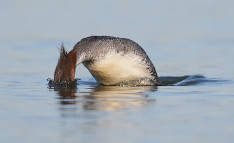 Common Merganser (Mergus merganser) photo