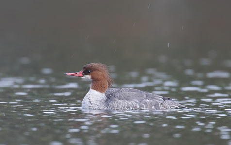 Common Merganser (Mergus merganser) photo