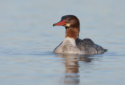 Common Merganser (Mergus merganser) photo