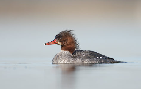 Common Merganser (Mergus merganser) photo