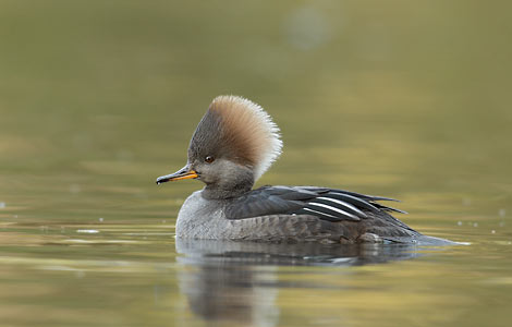 Hooded Merganser (Lophodytes cucullatus) photo
