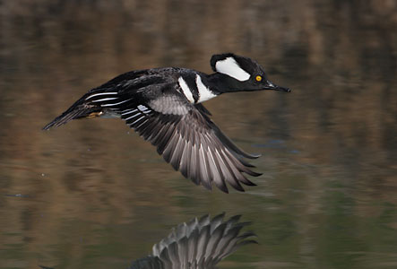 Hooded Merganser (Lophodytes cucullatus) photo