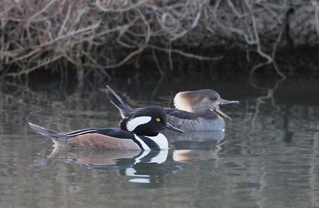 Hooded Merganser (Lophodytes cucullatus) photo
