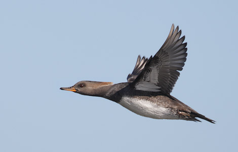 Hooded Merganser (Lophodytes cucullatus) photo