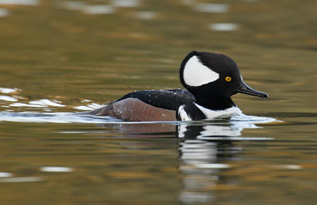 Hooded Merganser (Lophodytes cucullatus) photo