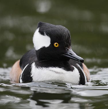 Hooded Merganser (Lophodytes cucullatus) photo