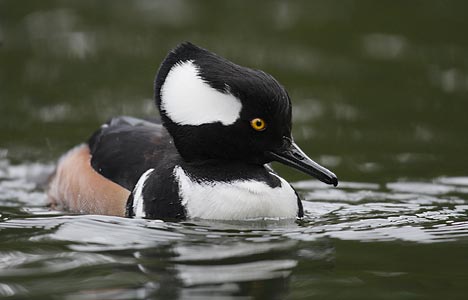 Hooded Merganser (Lophodytes cucullatus) photo