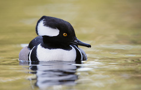 Hooded Merganser (Lophodytes cucullatus) photo