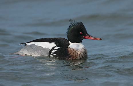Red-breasted Merganser (Mergus serrator) photo