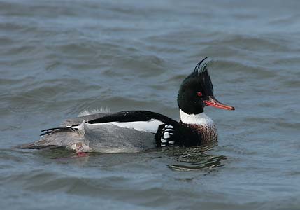 Red-breasted Merganser (Mergus serrator) photo