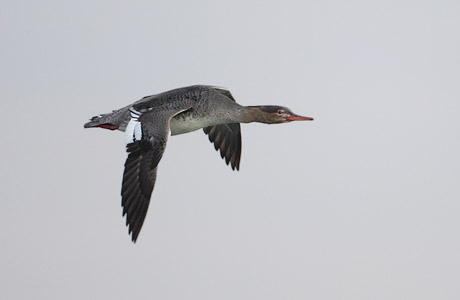 Red-breasted Merganser (Mergus serrator) photo