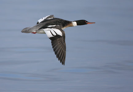 Red-breasted Merganser (Mergus serrator) photo