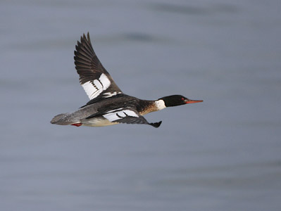 Red-breasted Merganser (Mergus serrator) photo