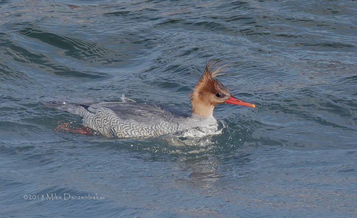 Scaly-sided Merganser (Mergus squamatus) photo