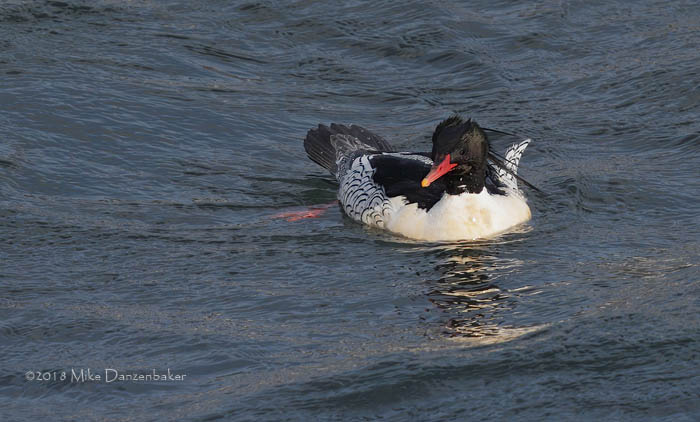 Scaly-sided Merganser (Mergus squamatus) photo
