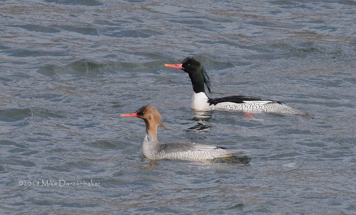 Scaly-sided Merganser (Mergus squamatus) photo