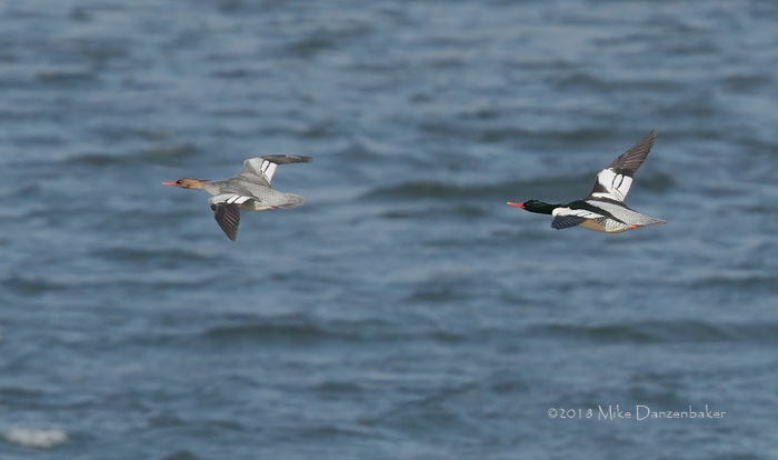 Scaly-sided Merganser (Mergus squamatus) photo