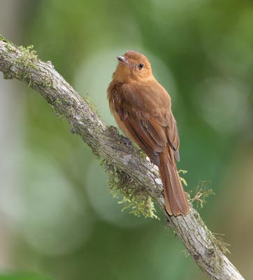 Rufous Mourner (Rhytipterna holerythra) photo