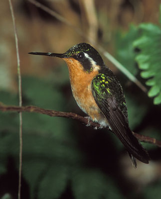 Purple-throated Mountain-Gem (Lampornis calolaema) photo