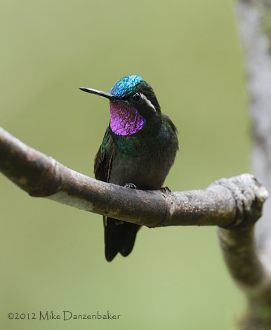 Purple-throated Mountaingem (Lampornis calolaemus) photo