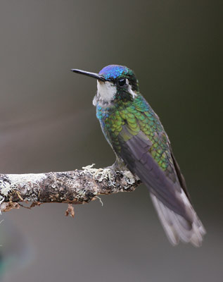 White-throated Mountain-Gem (Lampornis cinereicauda) photo