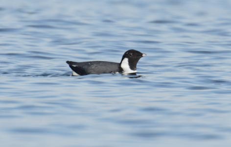 Ancient Murrelet (Synthliboramphus antiquus) photo