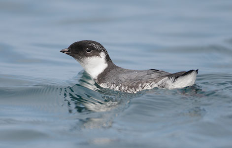 Ancient Murrelet (Synthliboramphus antiquus) photo