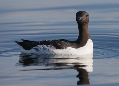 Common Murre (Uria aalge) photo